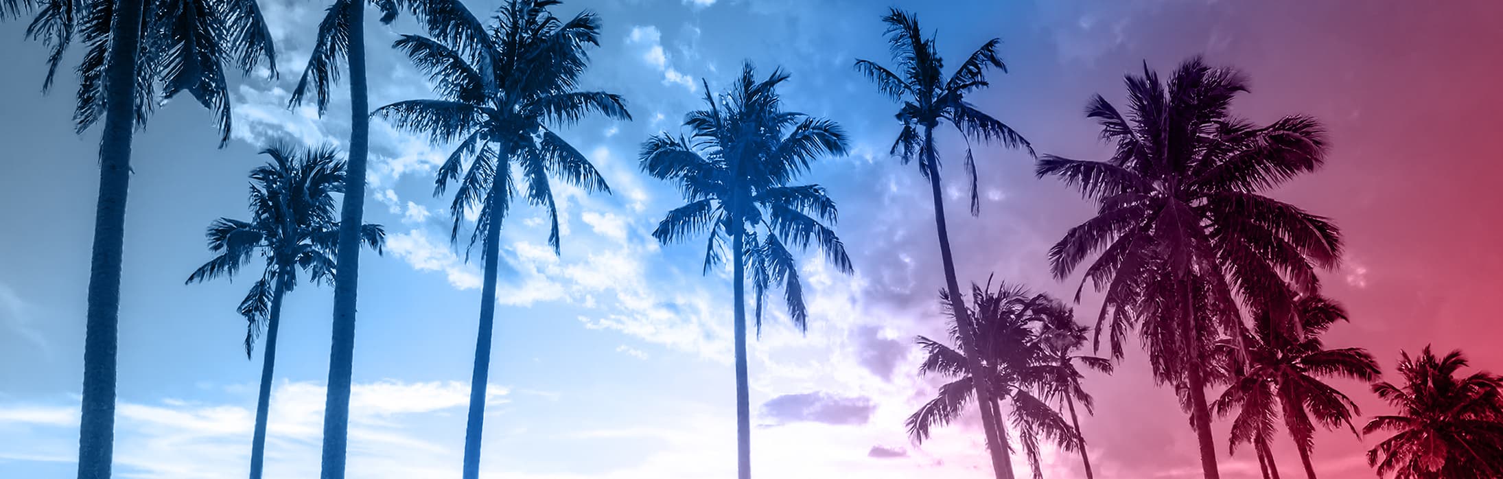 ヤシの木が並ぶ海沿い